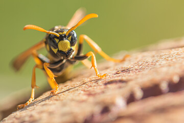 wasp on a stone