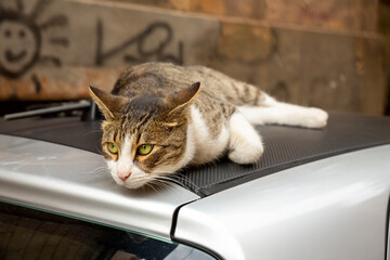 A funny cat with a white chest and paws and a gray spotted back lies on the roof of a car. Portrait of a wild cat. Homeless cats on the streets of Tbilisi. 