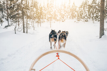 Husky dogs sledge. Riding husky dogs sledge in snow winter forest in Finland, Lapland