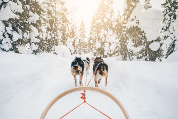 Husky dogs sledge. Riding husky dogs sledge in snow winter forest in Finland, Lapland