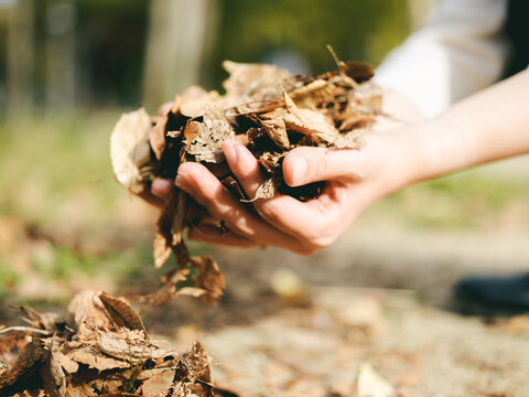 落ち葉と手