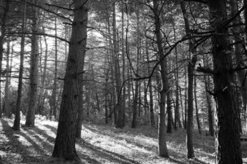 Pine forest in autumn, enlightened by sunset