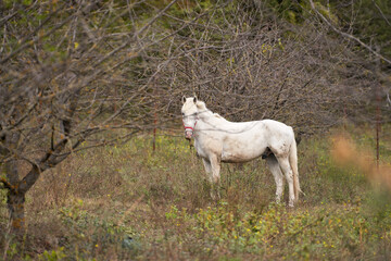 Obraz na płótnie Canvas The white stallion stands in the grass among the thorny bushes. Selective focus. Copy space.