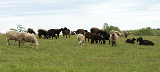 A flock of sheep on free grazing in a meadow with juicy green grass. Selective focus. Copy space.