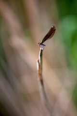 Motýlice lesklá / Calopteryx virgo