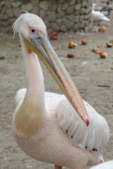 Close up Great white pelican, Pelecanus onocrotalus, eastern white pelican, rosy pelican or white pelican. Large water bird with long beak and a large throat pouch with beautiful pink feathers.