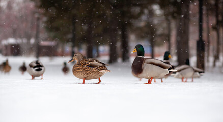 Winter portrait of a duck in a winter public park. Duck birds are standing or sitting in the snow. Migration of birds. Ducks and pigeons in the park are waiting for food from people.