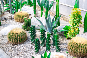 Collection of various cactus and succulent plants indoor house garden