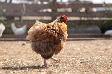 Domesticated hens. Livestock breeding. Ginger rooster close-up.