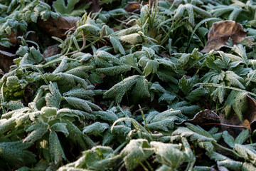 The green leaves of the plant are covered with frost in the early morning.
