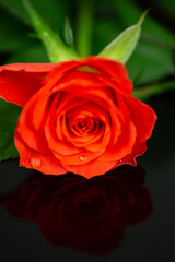 red rose water drops