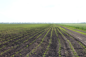 Fototapeta na wymiar Agricultural field with small corn sprouts