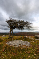 Fototapeta na wymiar Hawthorn tree on the moor Dartmoor national park Devon england uk 