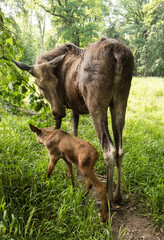 Fototapeta premium Elk cow with child in the forest. Karlsruhe, Germany, Europe