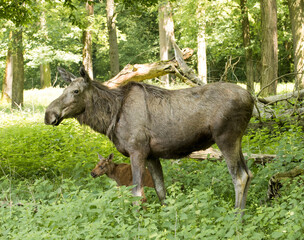 Naklejka na ściany i meble Elk cow with child in the forest. Karlsruhe, Germany, Europe