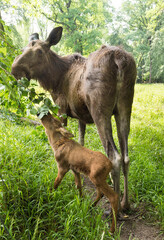 Fototapeta premium Elk cow with child in the forest. Karlsruhe, Germany, Europe