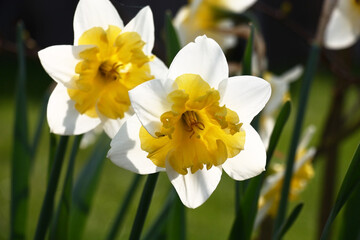 Bright beams of the morning sun do white petals and a yellow crown of flowers of narcissuses transparent.