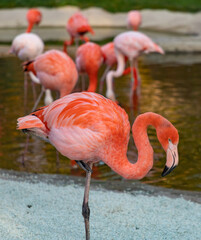 American Flamingos