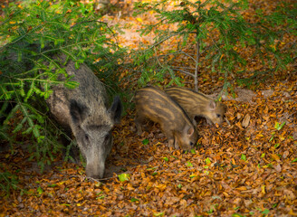 Mother animal and young wild pig in the Black Forest looking for food_Baden Baden, Germany