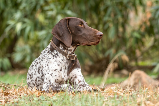 German pointer dog resting on grass