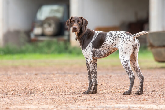 German pointer dog standing on park
