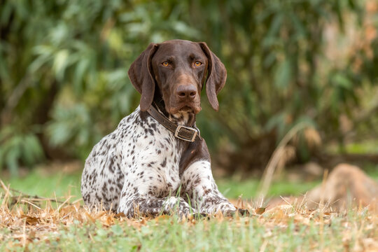 German pointer dog resting on grass