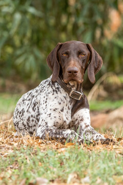 German pointer dog resting on grass
