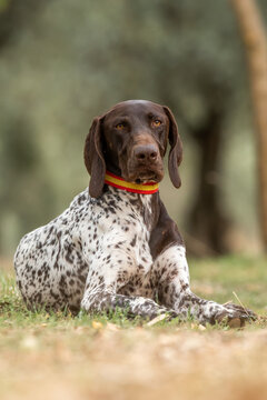 German pointer dog resting on grass