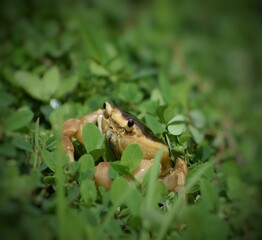 Obraz premium frog on the grass