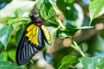 Troides helena