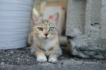 Charming and affectionate cat in the street, Seoul, South Korea