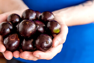 Hands holding jabuticaba, exotic Brazilian fruits, Jaboticaba is a common fruit in South America.