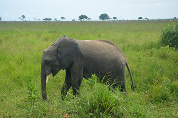 Naklejka na ściany i meble Baby elephant walking in savannah alone. Mikumi national park, Tanzania