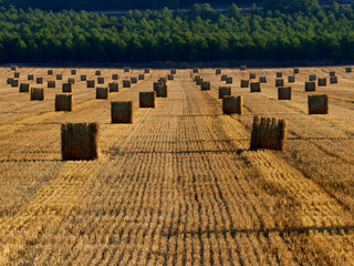 Straw bales in a cereal field early in the morning, Almansa, Spain