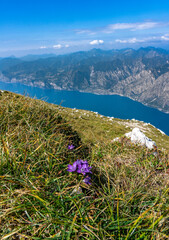Wanderung auf den Monte Altissimo di Nago am Gardasee - Wiese mit Blume und Panoramablick Richtung...