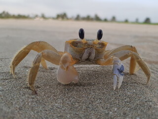 crab on the beach