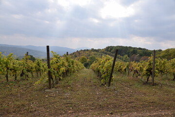 Fototapeta na wymiar vineyard in autumn