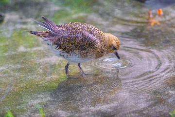 european golgen plover