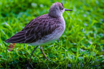 european golgen plover