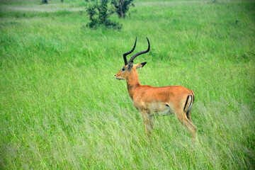 Beautiful adult male impala with long horns in savanna. Mikumi national park, Tanzania