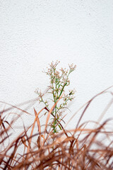 Flower with grass against a white wall
