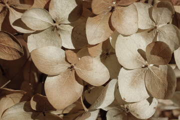 Dry flowers background. Ivory hydrangea petals close-up. Stylish Floral poster. Soft focus - Powered by Adobe