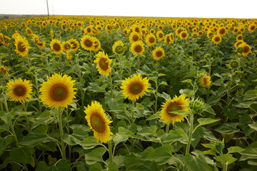 Sunflower in the abundance field Agricultural field color image