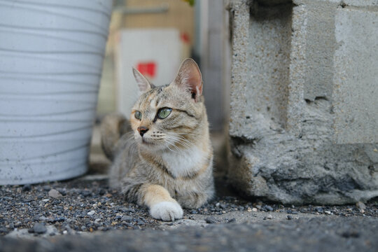 Charming And Affectionate Cat In The Street, Seoul, South Korea