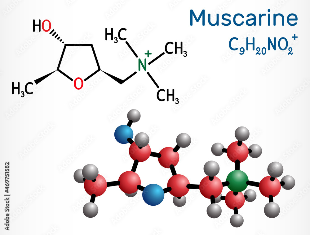 Poster Muscarine or muscarin molecule. It is toxic alkaloid found in Amanita muscaria, fly fungus. Structural chemical formula, molecule model.