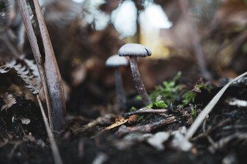 Mushroom in the forest floor