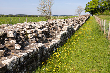 Buttercups in early June beside Hadrians Wall by Turret 49b near Birdoswald, Cumbria UK © Stephen