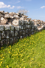 Buttercups in early June beside Hadrians Wall by Turret 49b near Birdoswald, Cumbria UK © Stephen