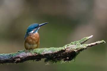 Eisvogel