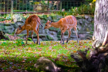 deers